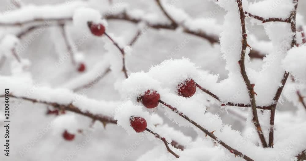 Detail of vegetation with snow. Lot of snow accumulated on top of brunches and red fruits. Close up of nature on a snowy day. White and red scene. Winter season. Detail of vegetation with snow. Lot of snow accumulated on top of brunches and red fruits. Close up of nature on a snowy day. White and red scene. Winter season.