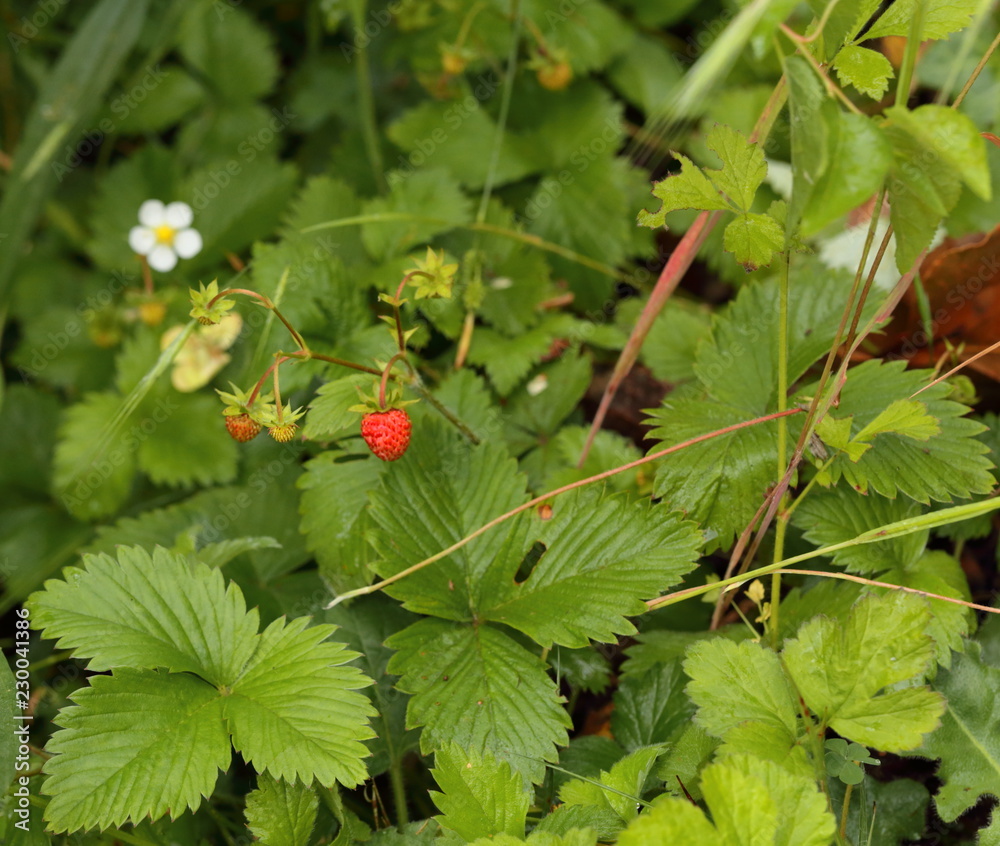 The small strawberry of the forest The small strawberry of the forest