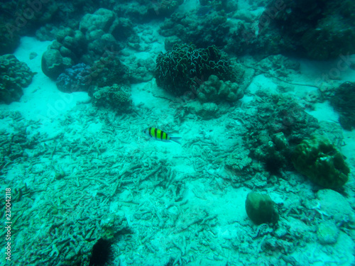 Underwater, in Phuket Thailand