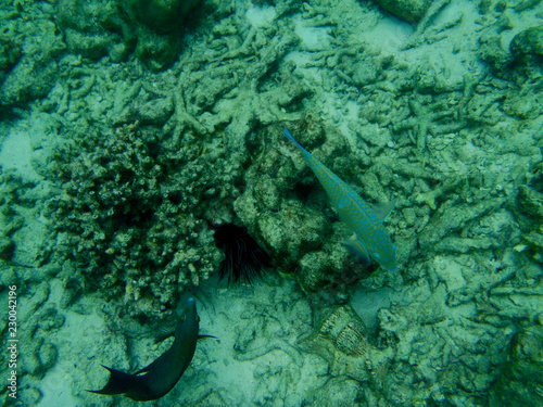 Underwater, in Phuket Thailand