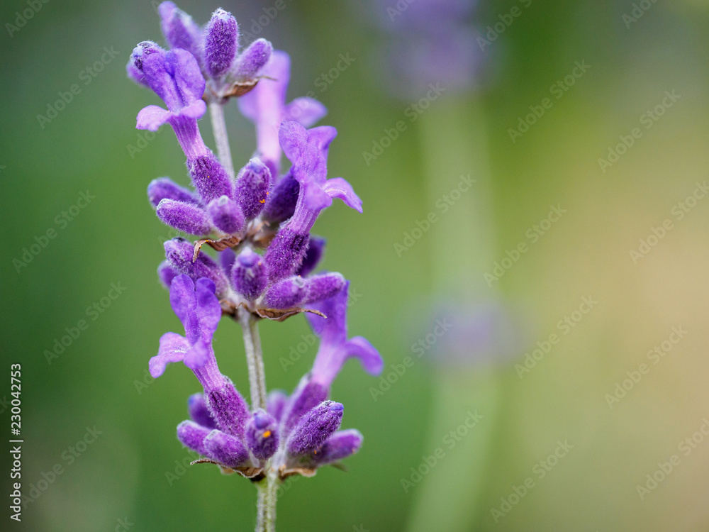 Lavender Lavender