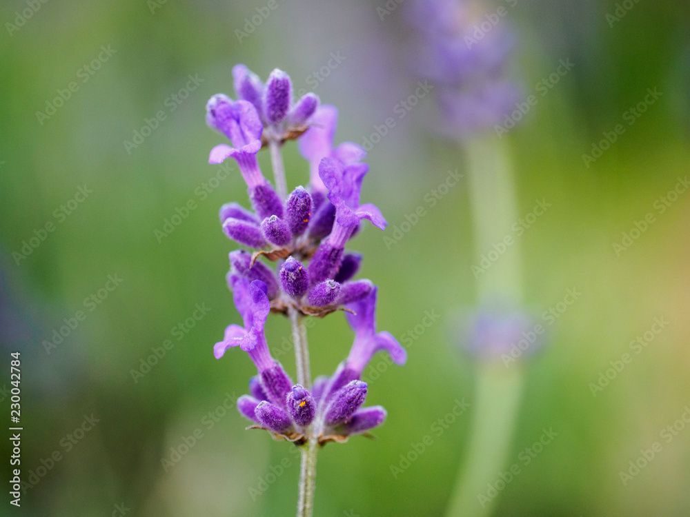 Lavender Lavender