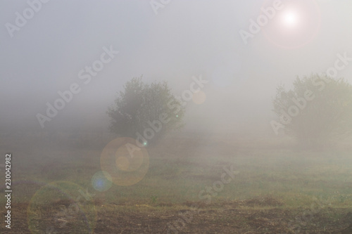 trees on a field on misty autumn weather