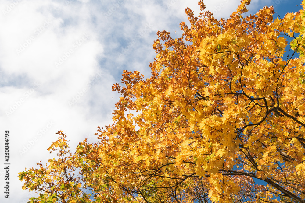 Fototapeta premium Jesienne liście na tle nieba