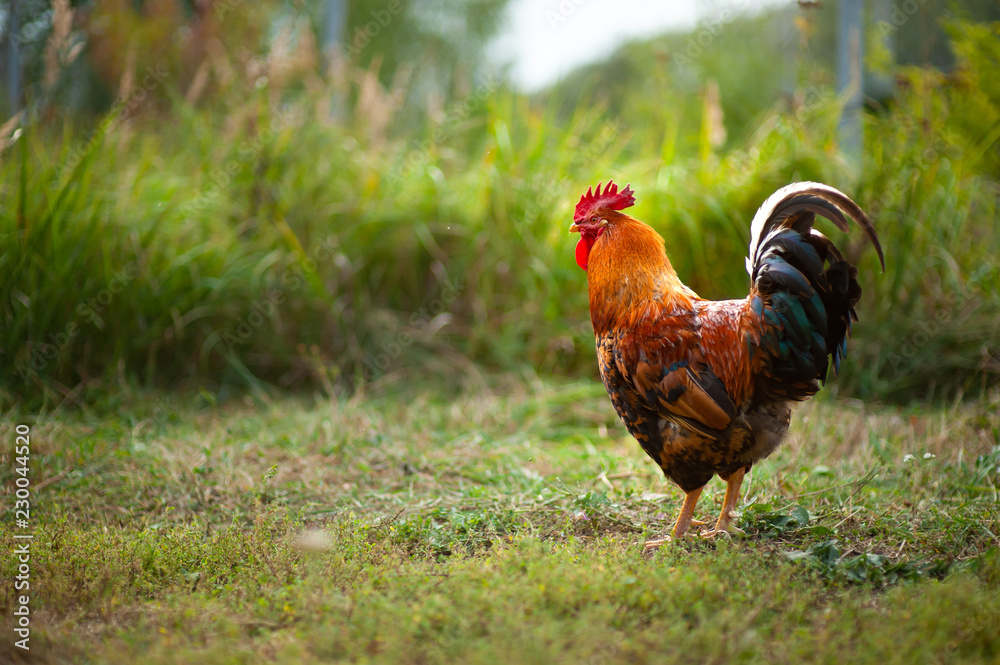 Fototapeta premium Beautiful cock of rich red color, Kuchinskaya breed-anniversary, on a softly blurred green background in the backlight, lonely walking on the grass in the garden and looking at the camera