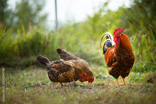 Obraz na plátně Beautiful cock and his chicken breed Kuchinskaya-anniversary lazily walking on t