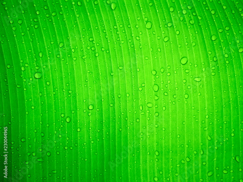 Close up water drop on green banana leaf after rain.
