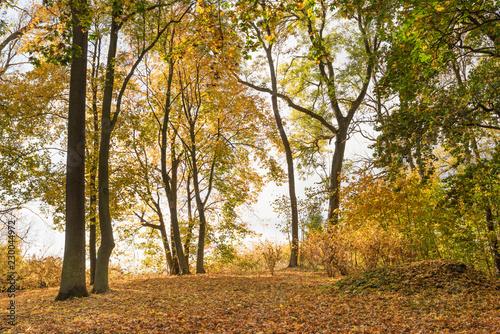 Las jesienią