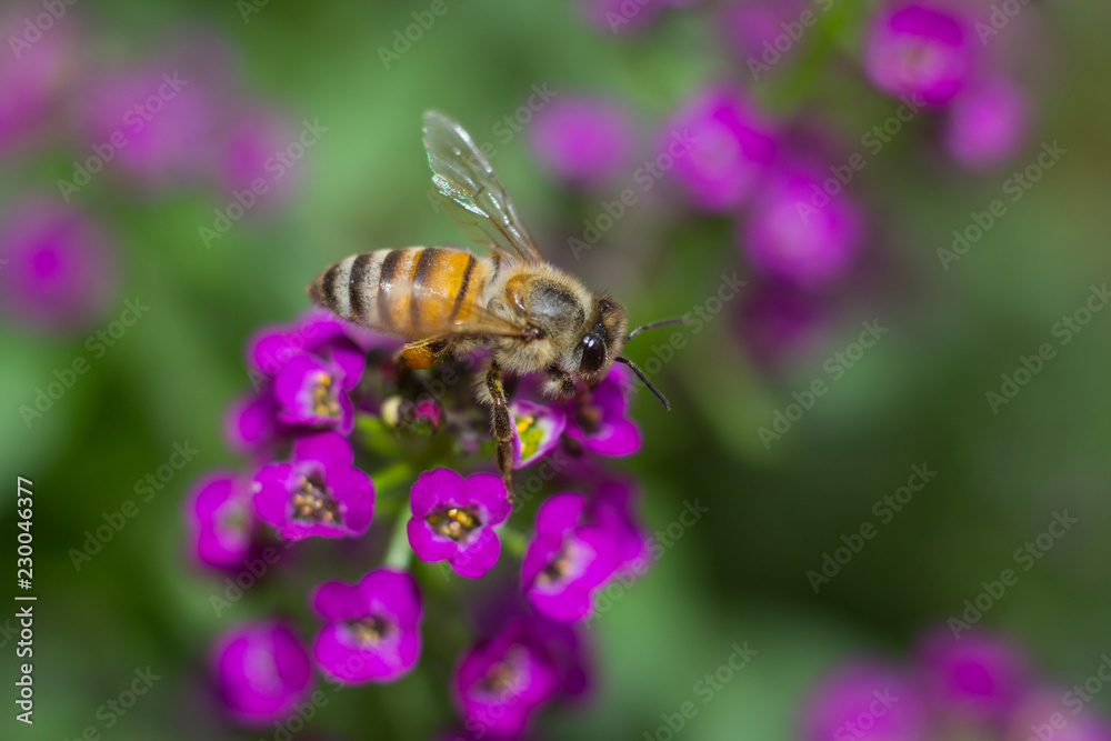 Macro of a bee collecting nectar from alyssum flowera.