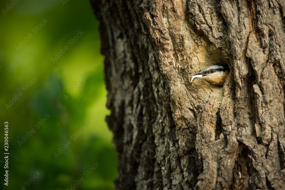 Sitta europaea. He lives throughout Europe. Wild nature. Spring. Photographed in the wild. Sitta europaea. He lives throughout Europe. Wild nature. Spring. Photographed in the wild.