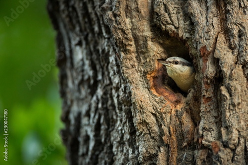 Sitta europaea. He lives throughout Europe. Wild nature. Spring. Photographed in the wild.