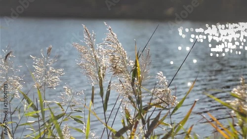 Reeds gently swaying in the wind against the blue water of the lake in the sun glare