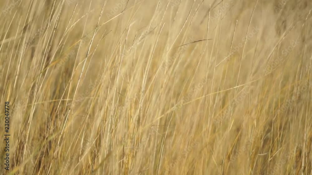 The wind swings in the field of Golden stalks of dry grass. The wind swings in the field of Golden stalks of dry grass.