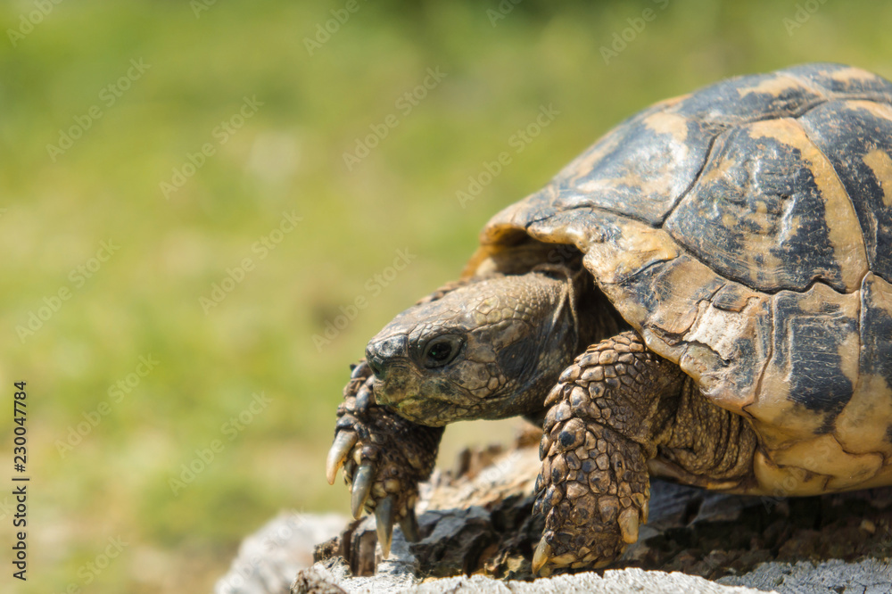 Fototapeta premium Balkan turtle. Testudo hermanni.