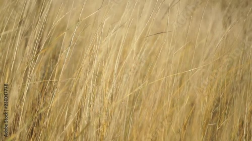 The wind swings in the field of Golden stalks of dry grass.