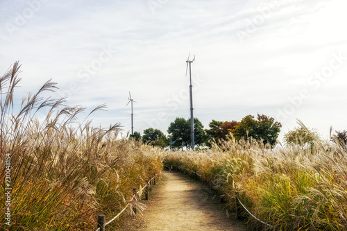 field of reeds in haneul park photo