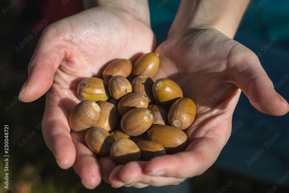 handful of acorns handful of acorns