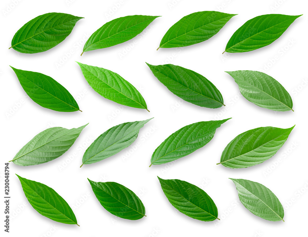Green leaves isolated on a white background