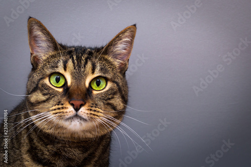 Striped cat with green eyes © Александр Беляшов