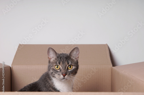 tabby cat sitting in a carton or cardboard box © Axel Bueckert
