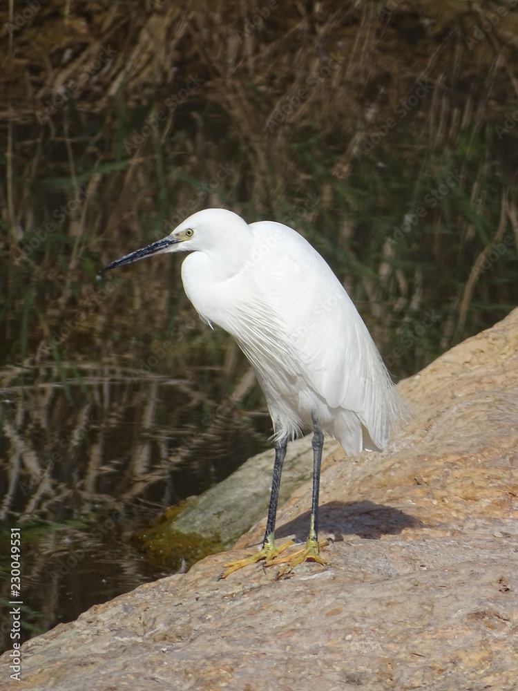 Naklejka premium White heron by a river