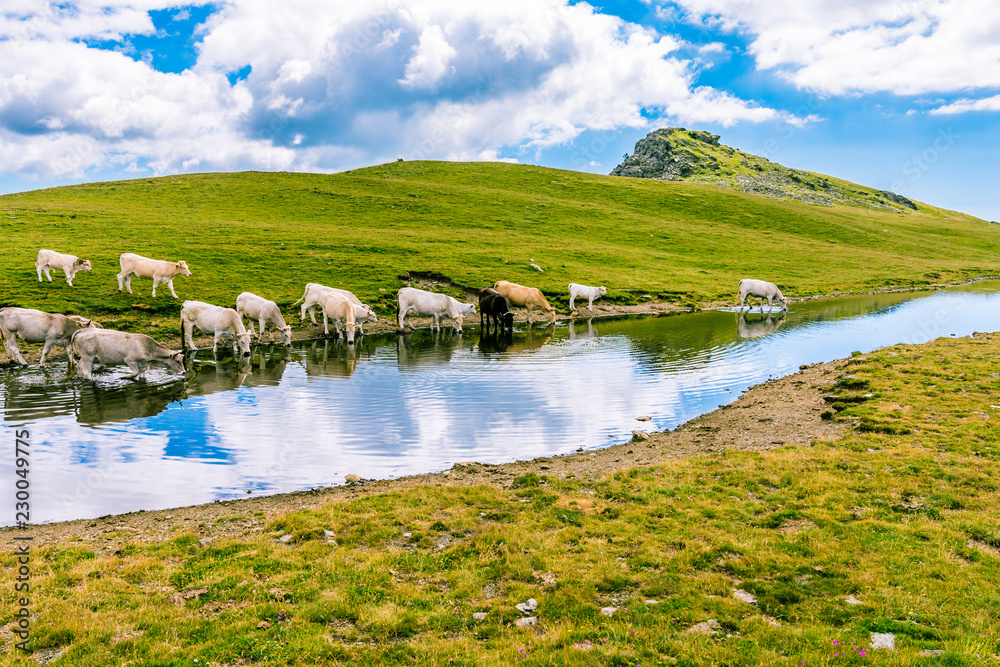 Cows drinking water in the high mountain pond. Cows drinking water in the high mountain pond.