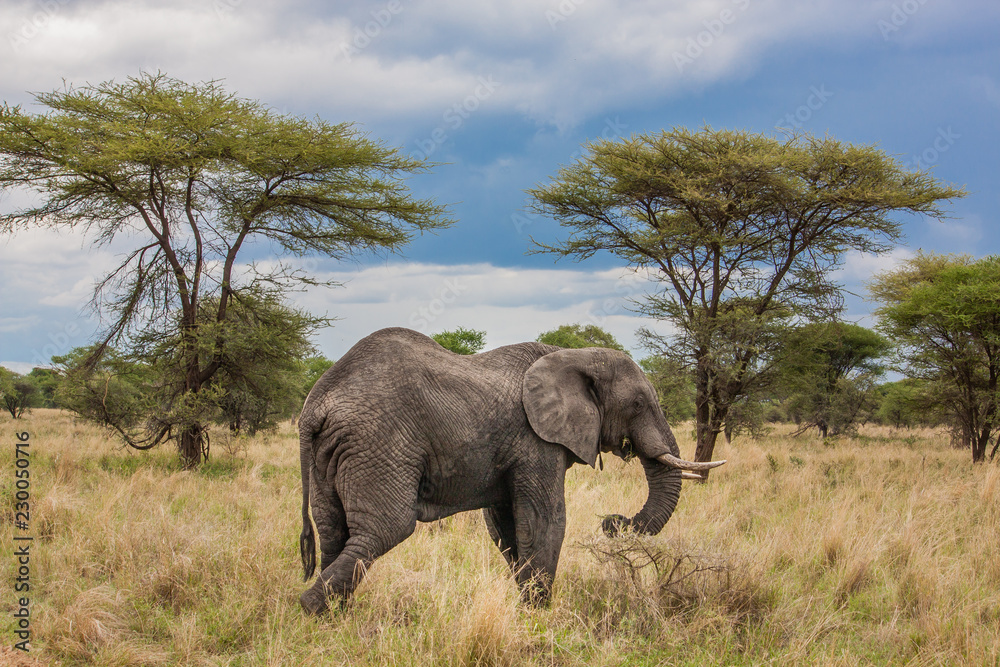 Elephant, Tanzania