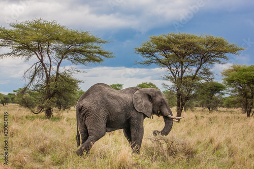 Elephant  Tanzania