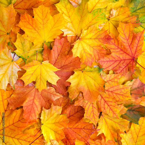 Autumn maple leaves as background. Top view