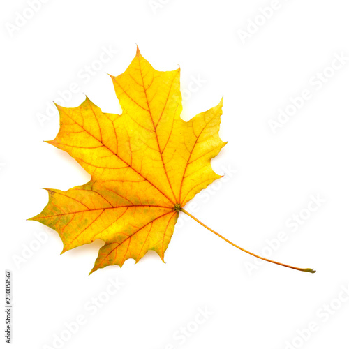 Autumn maple leaf isolated on a white background. Top view.
