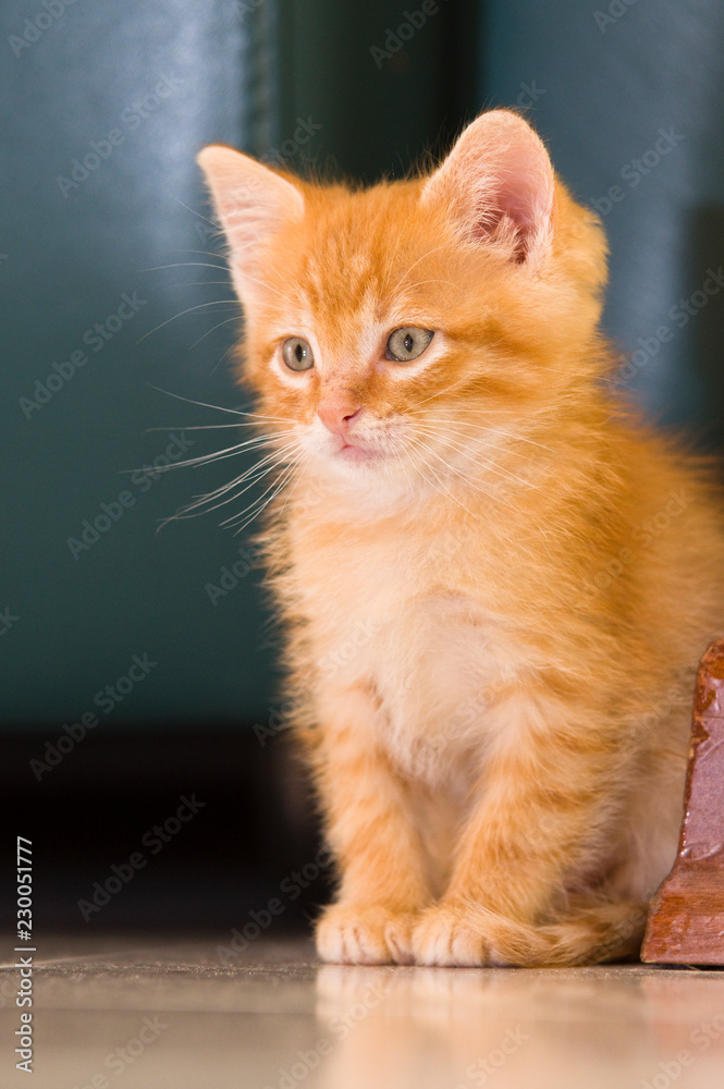 Cucciolo di gatto europeo rosso Stock Photo | Adobe Stock