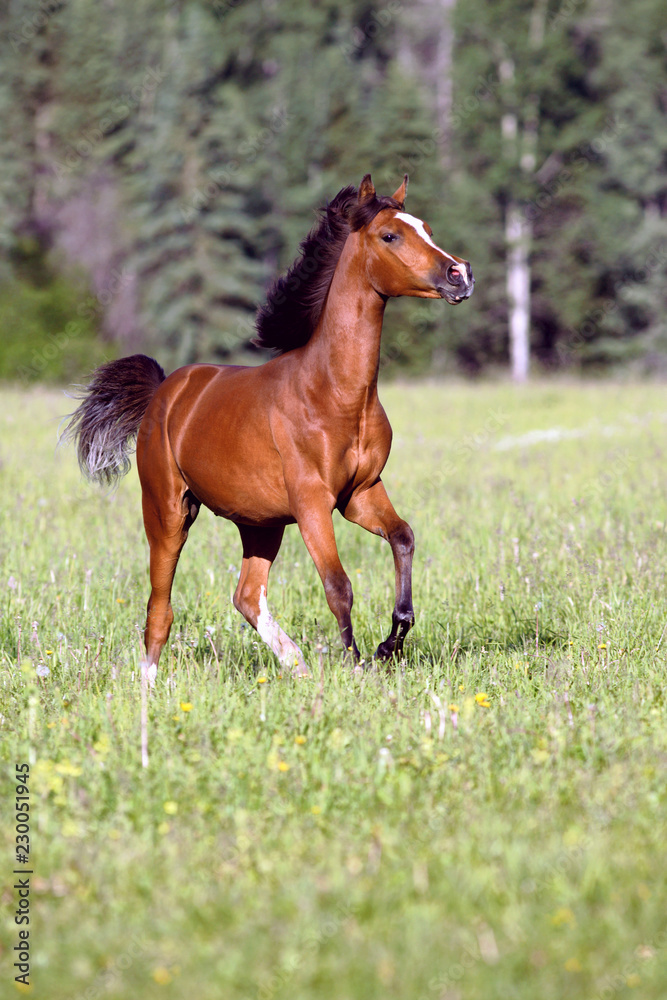 Fototapeta premium Playful Bay Arabian Colt biegający na zielonych pastwiskach trawy latem.