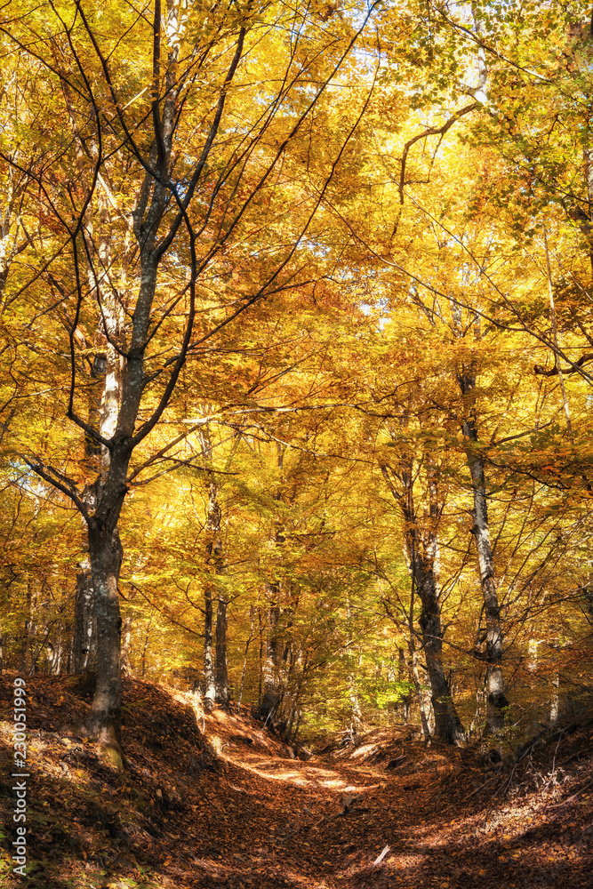 autumn forest path