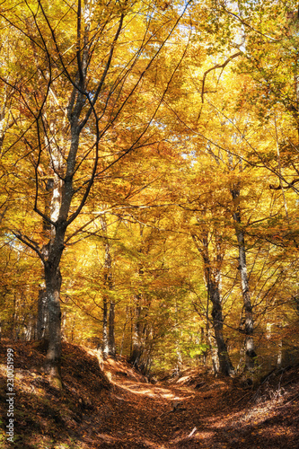 autumn forest path © Miroslav