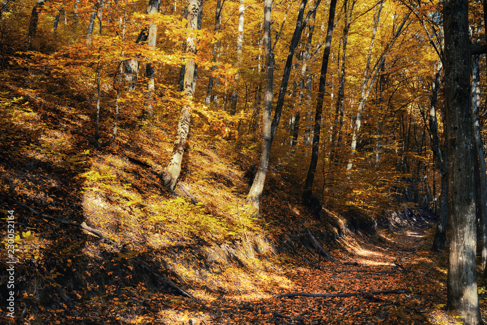 autumn forest path