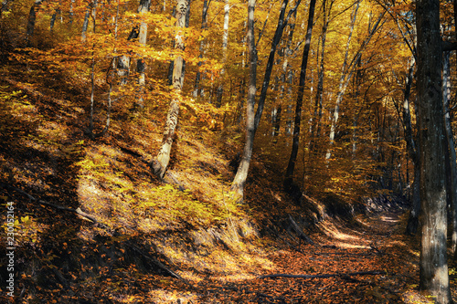 autumn forest path