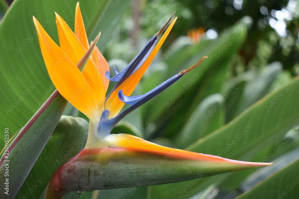 Fototapeta premium Closeup of a colorful strelitzia plant – bird of paradise flower