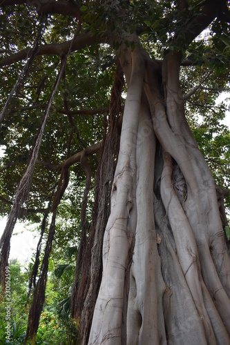 Big strangler fig in a botanical garden in Puerto de la Cruz, Tenerife, Europe