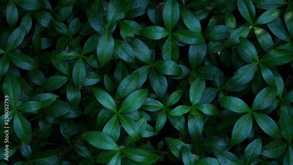 dark shiny leaves of periwinkle dark shiny leaves of periwinkle