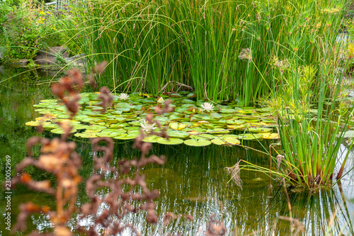 small lake with water lily plants