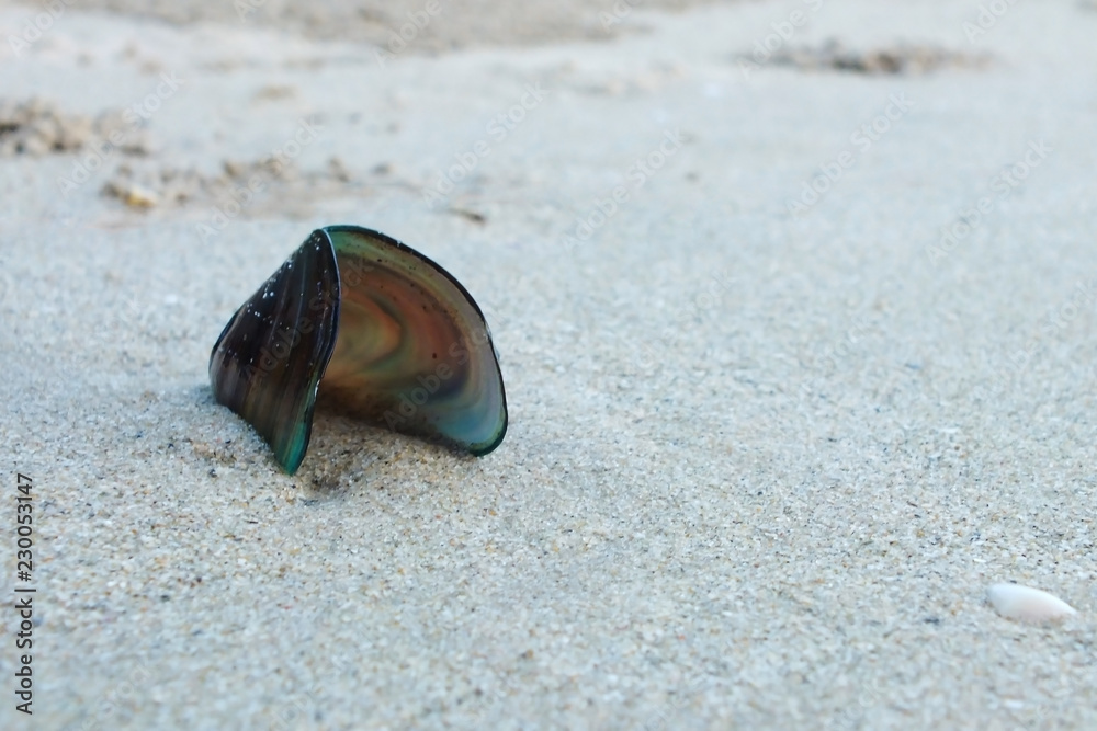 A shells at on the beach A shells at on the beach