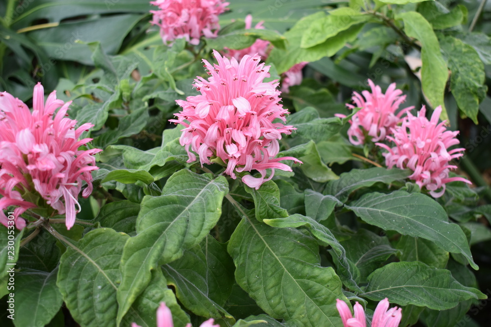 Closeup of beautiful pink flowers Closeup of beautiful pink flowers