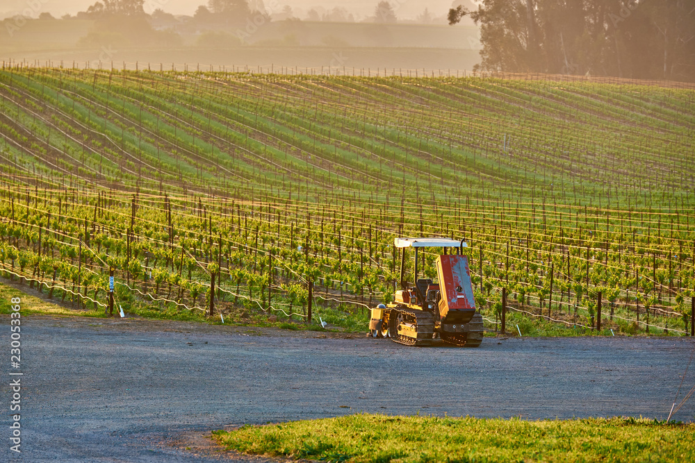 Fototapeta premium Vineyards at sunrise in California, USA