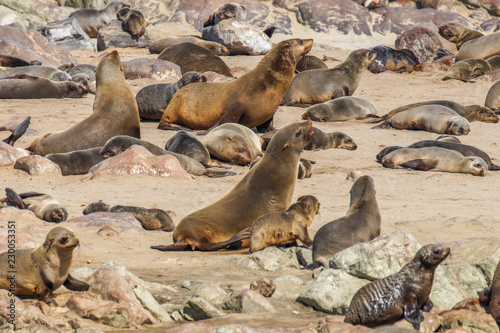 Brown fur seals (Arctocephalus pusillus), Cape Cross, Namibia.