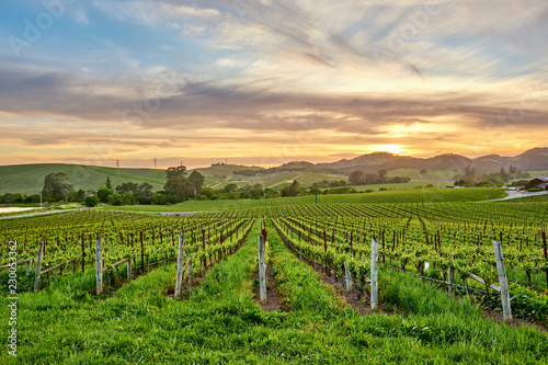 Vineyards at sunset in California, USA photo