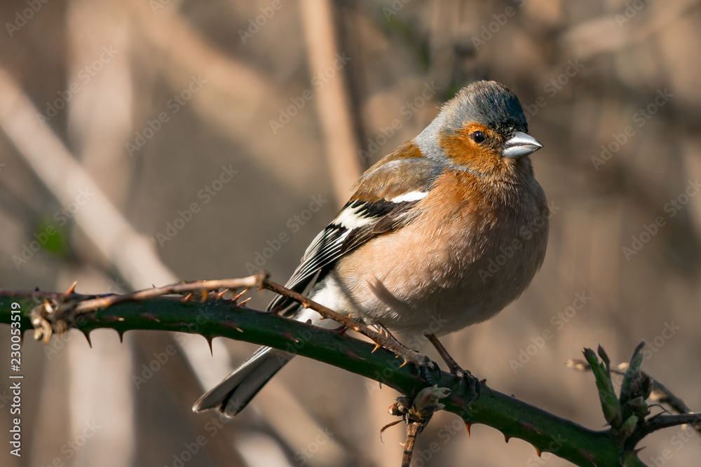 Fototapeta premium Petirrojo