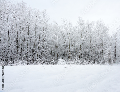 snowy winter forest © Miroslav