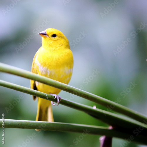 Canary Bird photo