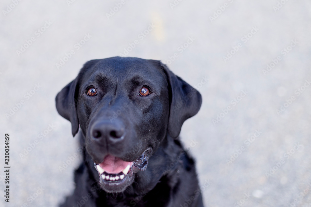 portrait outdoors of a beautiful black labrador sitting on the floor and looking at the camera. pets outdoors portrait outdoors of a beautiful black labrador sitting on the floor and looking at the camera. pets outdoors