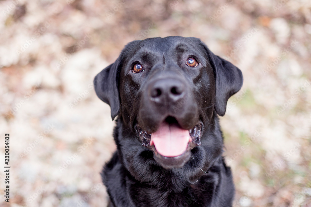 portrait outdoors of a beautiful black labrador sitting on the floor and looking at the camera. pets outdoors